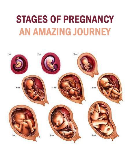 pregnancy picture book|In the Womb: Witness the Journey from Conception to Birth。